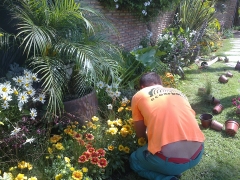 Plantacio de flores