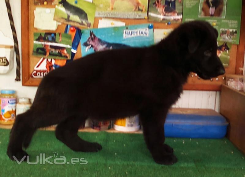 Pastor alemán cachorro negro en pose Málaga