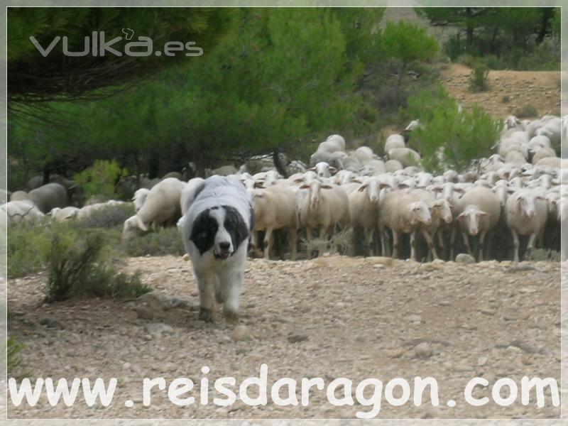 Cachorra Mastn del Pirineo aprendiendo a ser perro de guarda