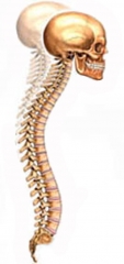 Crneo y columna vertebral.