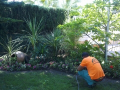 Plantacion de jardines