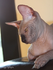 Mayjo Sphynx