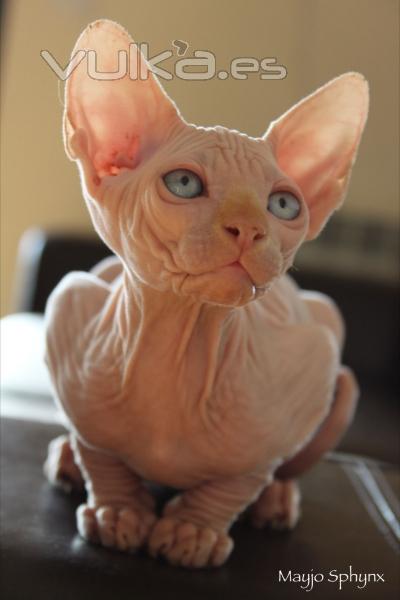 Gatito sphynx disponible