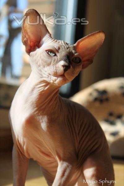 Mayjo Sphynx
