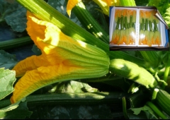 Calabacin mini con flor