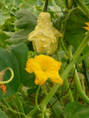 Calabazas decorativas