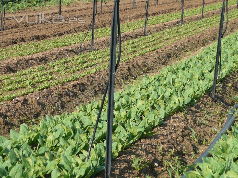 Espinaca mini a punto de ser recogida