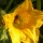 Flor de calabacn