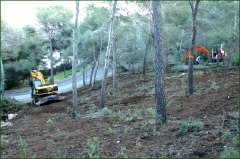 Limpieza de solar en calvia, mallorca, islas baleares