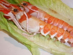 Cigalas de huelva