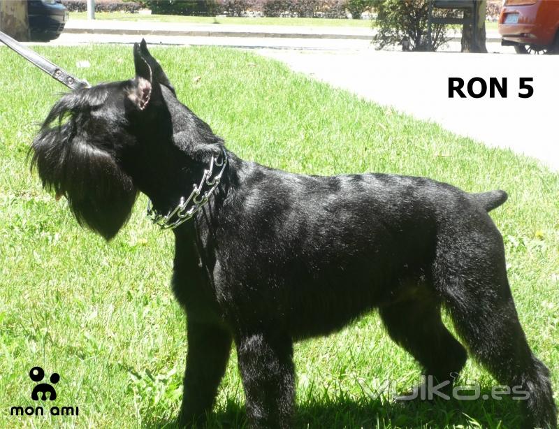 Ron (Schnauzer Mediano)