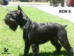 Ron (schnauzer mediano)