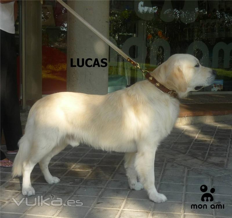 Lucas (Golden)