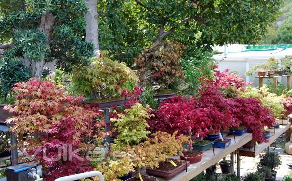 Vistas del jardín-vivero del Centro Bonsái Colmenar