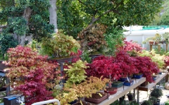 Vistas del jardin-vivero del centro bonsai colmenar