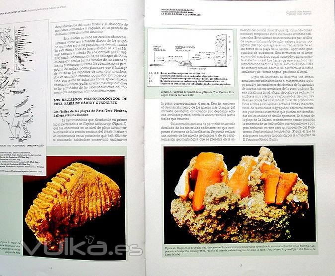 Designdcl: Arqueología de Rota y la Bahía de Cádiz. Interior