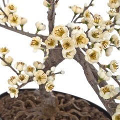 Bonsai artificial almendro 36 en lallimonacom (detalle 2)