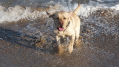 Paseos programados a la playa