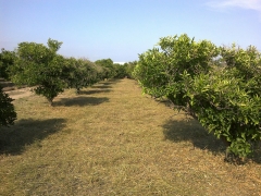 Desbroce huertos