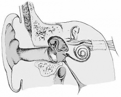 Anatomia del oido