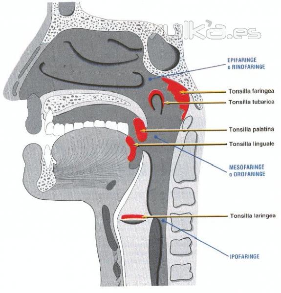 Anatoma de la Faringe