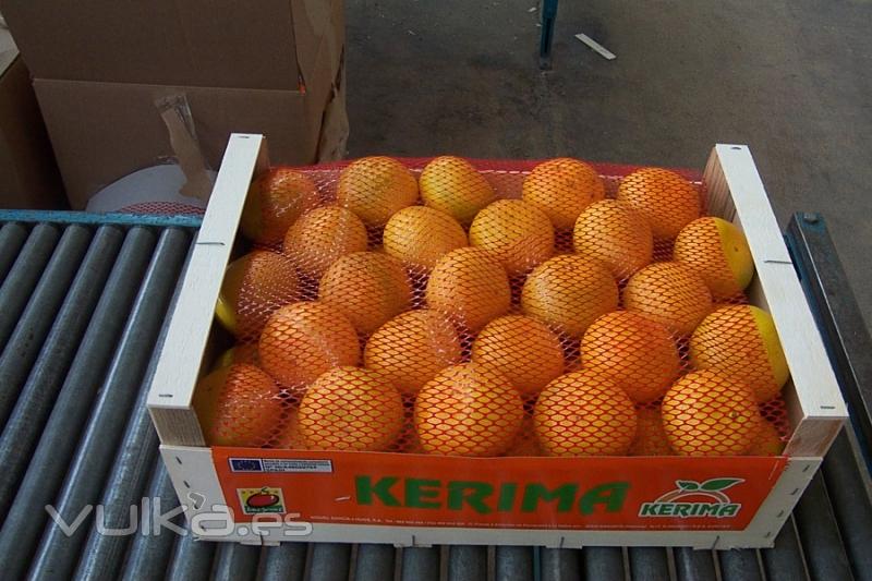 Clementina preparada para exportar