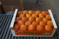 Clementina preparada para exportar