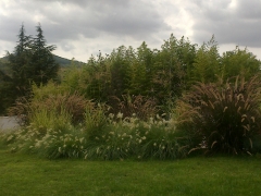 Gramineas