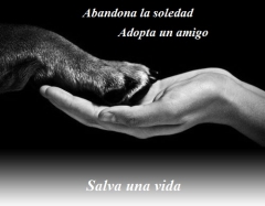 Foto 18 animales de compaa en Valencia - Guardamascotas  -alojamiento en Casas Particulares o a Domicilio-