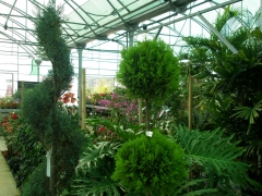 Invernadero de plantas ornamentales del botnico