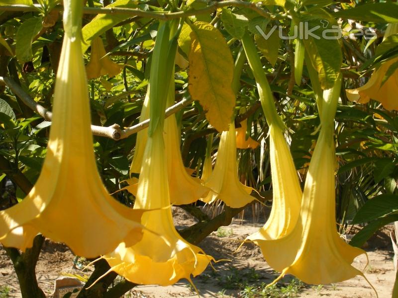 Ejemplar de Brugmansia suaveolens en el jardn botnico 