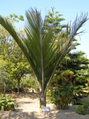Ejemplar de palmera rhopalostylis sapida en el jardin botanico botanic cullera