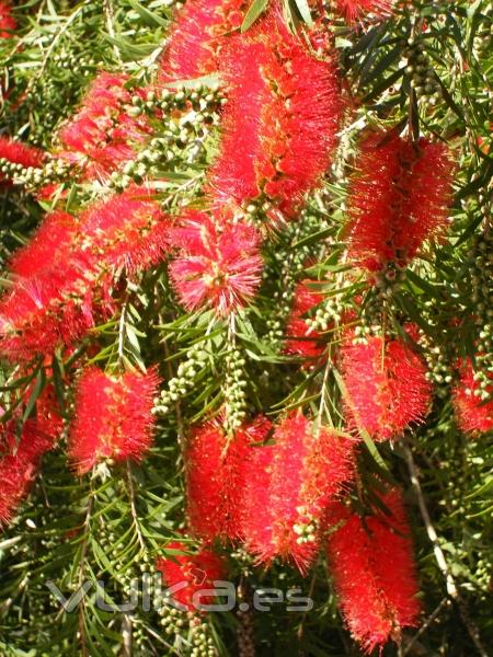 Callistemon en el jardn botnico 