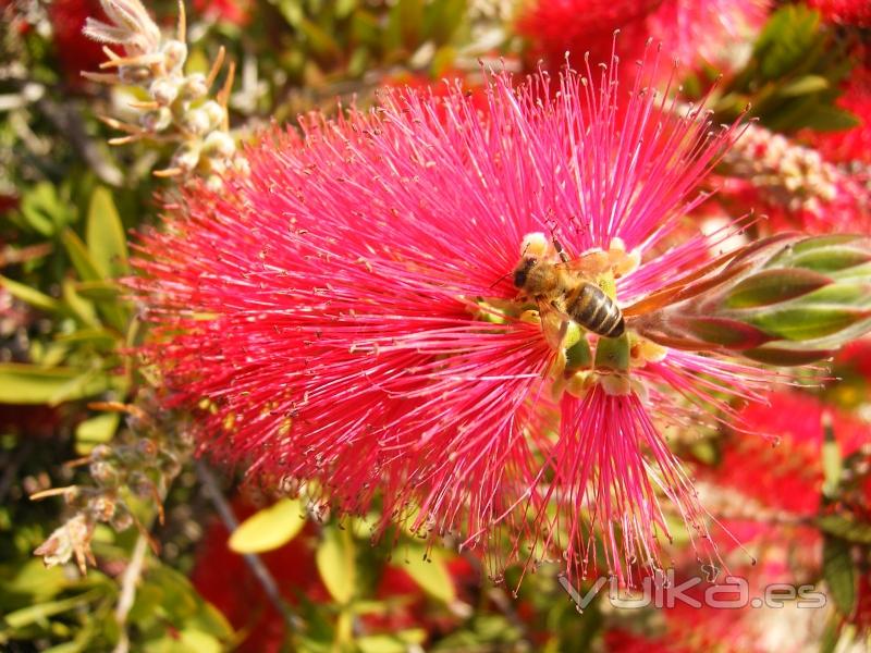 Callistemon en los jardines de Botànic Cullera