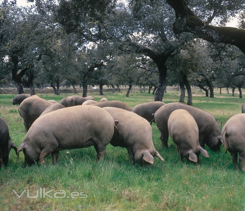 Cerdos Ibricos Criados en libertad - Jabugo Real