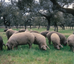 Cerdos ibericos criados en libertad - jabugo real