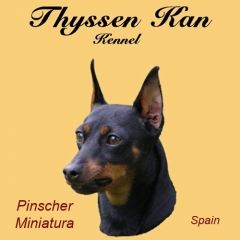 Foto 19 cachorros en Barcelona - Thyssen kan - Pinscher Miniatura