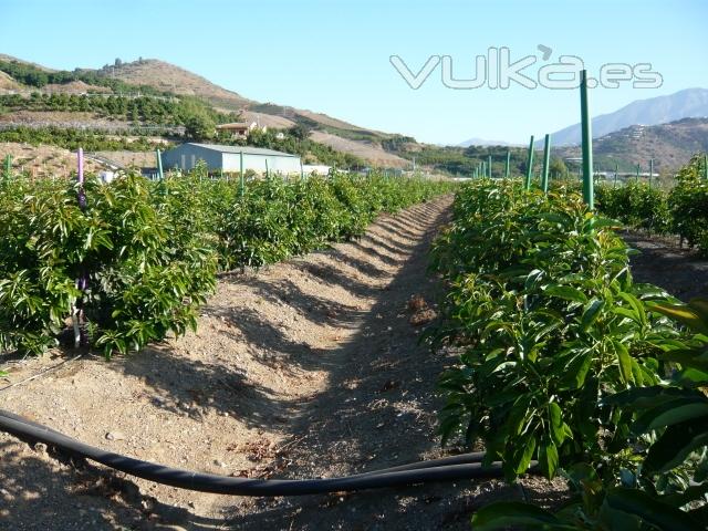 Plantacin intensiva de aguacates en Vlez-Mlaga