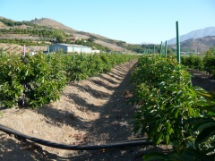 Plantación intensiva de aguacates en Vélez-Málaga