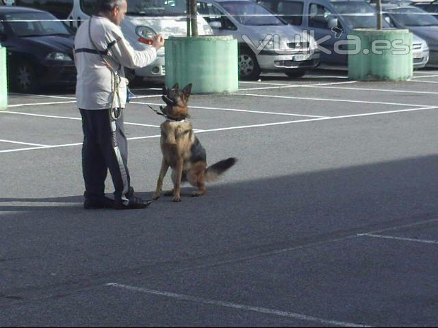 YOGA CANINO 