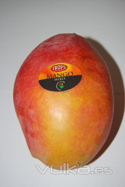 Mangos de Mlaga, madurados en el rbol 
