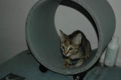 Clinica calzada veterinaria y rehabilitacion. magnetoterapia en gato