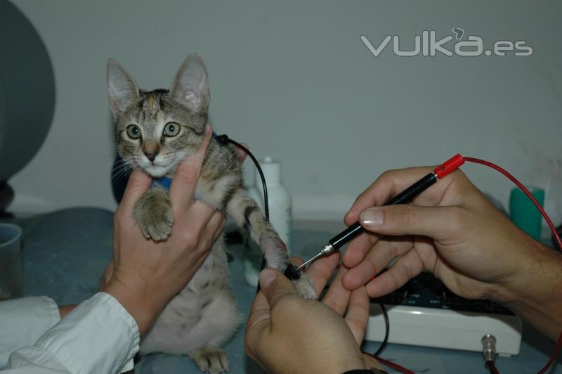 Clinica Calzada Veterinaria y Rehabilitacion. Electroestimulacion selectiva para parálisis de mano.