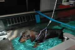 Clinica calzada veterinaria y rehabilitacion. hidroterapia teckel operado de hernia discal