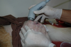 Clinica calzada veterinaria y rehabilitacion. ultrasonidos para postquirurgico de displasia de cader