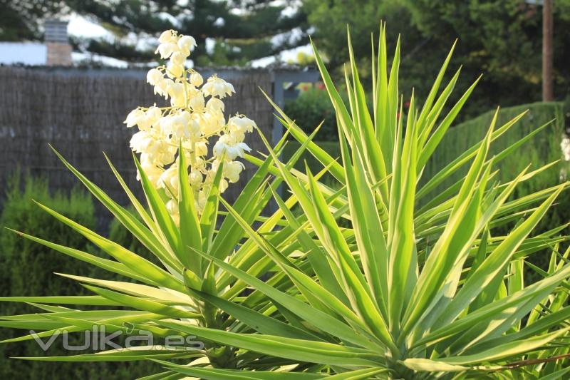 yucca con flores