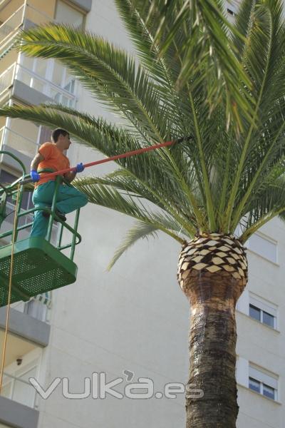 fumigacion de palmera castellon