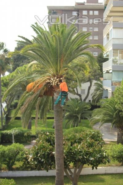 podadores de palmera castellon