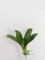 Hojas artificiales de calidad hojas phalaenpsis artificiales con raices oasis decor