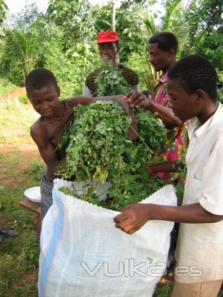 La moringa podra producir agua potable